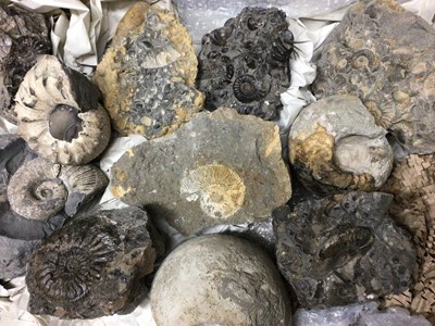Lot 938 - Good collection of ammonite specimens including conglomerates, the largest single specimen 11cm wide