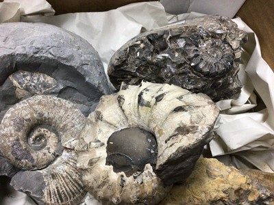 Lot 938 - Good collection of ammonite specimens including conglomerates, the largest single specimen 11cm wide