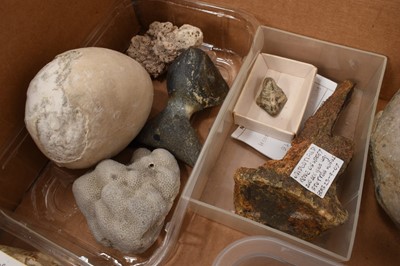Lot 940 - Collection of fossils including Hyena teeth, fish, coral, belemites etc