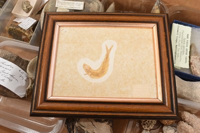 Lot 940 - Collection of fossils including Hyena teeth, fish, coral, belemites etc