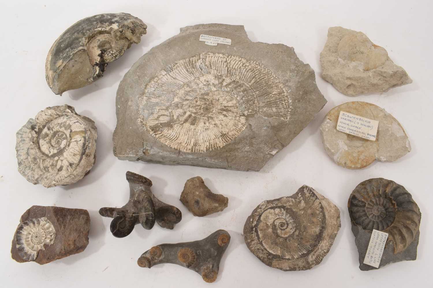 Lot 941 - Ammonite specimen - Kosmoceras, with collector's label, and others