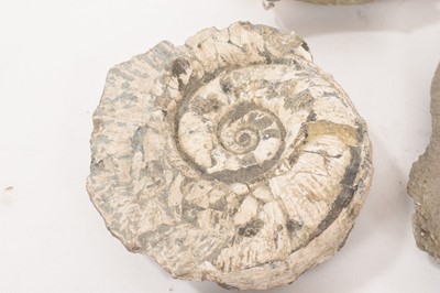 Lot 941 - Ammonite specimen - Kosmoceras, with collector's label, and others