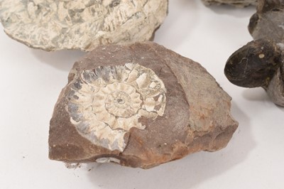 Lot 941 - Ammonite specimen - Kosmoceras, with collector's label, and others