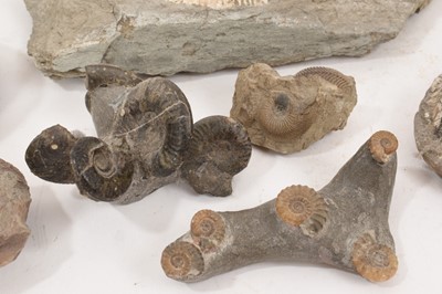 Lot 941 - Ammonite specimen - Kosmoceras, with collector's label, and others