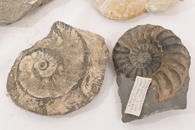 Lot 941 - Ammonite specimen - Kosmoceras, with collector's label, and others