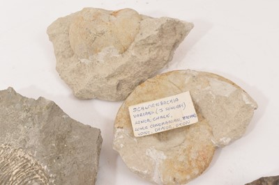 Lot 941 - Ammonite specimen - Kosmoceras, with collector's label, and others