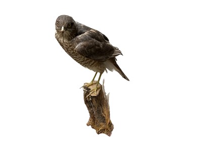 Lot 158 - Group of taxidermy including little owl, magpie, sparrowhawk, others. (6)