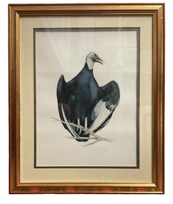 Lot 182 - Malcolm Ellis (contemporary) watercolour - Vulture, signed, 40 x 30cm, glazed frame