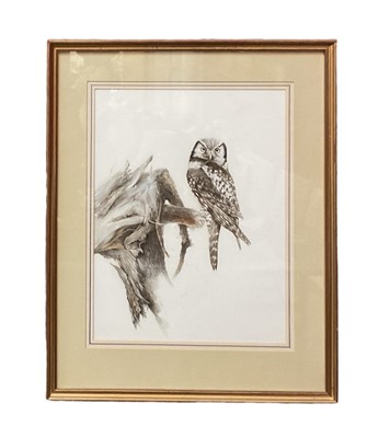 Lot 184 - Brian Reed (b. 1934) watercolour, Owl on a branch, signed, 51 x 40cm, glazed frame