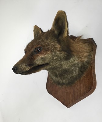 Lot 936 - Early 20th century Fox mask by F. E. Potter, Billesdon, Leicester, dated December 5th 1917 to rear of oak shield