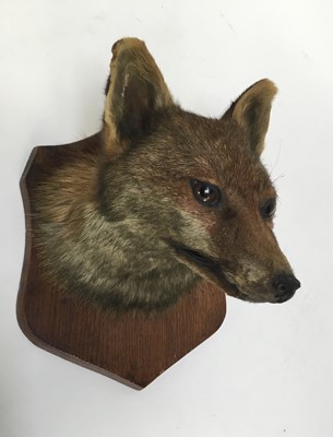 Lot 936 - Early 20th century Fox mask by F. E. Potter, Billesdon, Leicester, dated December 5th 1917 to rear of oak shield
