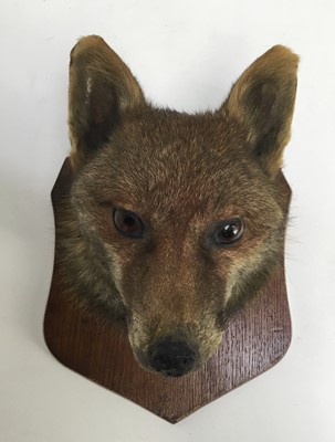 Lot 936 - Early 20th century Fox mask by F. E. Potter, Billesdon, Leicester, dated December 5th 1917 to rear of oak shield
