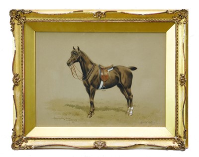 Lot 1026 - John Harrington Bird (1846-1936) watercolour and bodycolour - Portrait of a Horse, 'Quicksilver', signed and inscribed, 25.5cm x 35cm, in glazed gilt frame