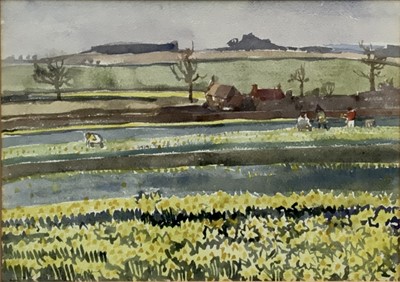 Lot 42 - Mary Millar Watt (1924-2023) watercolour - Daffodils at Edgefield, signed, 27 x 36cm, glazed frame