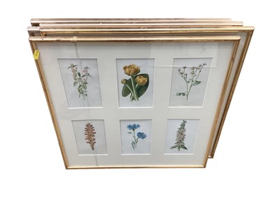 Lot 752 - Collection of botanical prints in six glazed frames.