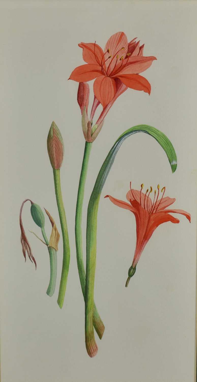 Lot 1296 - *Joan Warburton (1920-1996) watercolour - Scarborough Lily, 52cm x 27cm, titled verso, in glazed frame