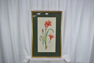 Lot 1296 - *Joan Warburton (1920-1996) watercolour - Scarborough Lily, 52cm x 27cm, titled verso, in glazed frame