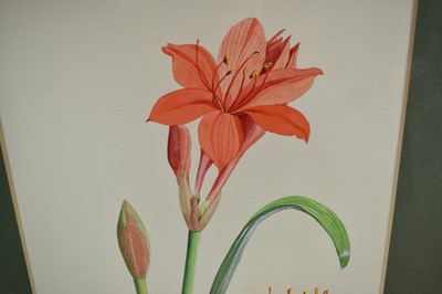 Lot 1296 - *Joan Warburton (1920-1996) watercolour - Scarborough Lily, 52cm x 27cm, titled verso, in glazed frame