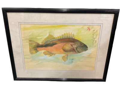 Lot 153 - Shigeho Tanaka (1879-1974) watercolour, fish, signed and dated 1952, 30 x 50cm, glazed frame