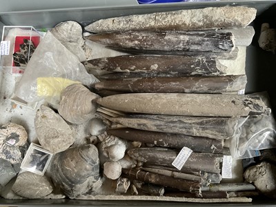 Lot Good collection of fossils and geological specimens, housed within a 15 drawer metal cabinet, predominantly UK specimens - each drawer dedicated to specific collecting sites including Speeton, York...