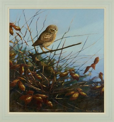 Lot 964 - Andrew Haslen (b. 1953) oil on canvas board - A Little Owl, signed and dated '87, 54cm x 49cm, in glazed frame