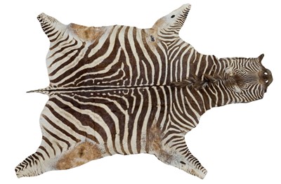 Lot 879 - Antique Zebra skin rug, 256cm long x 190cm wide
