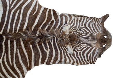 Lot 879 - Antique Zebra skin rug, 256cm long x 190cm wide