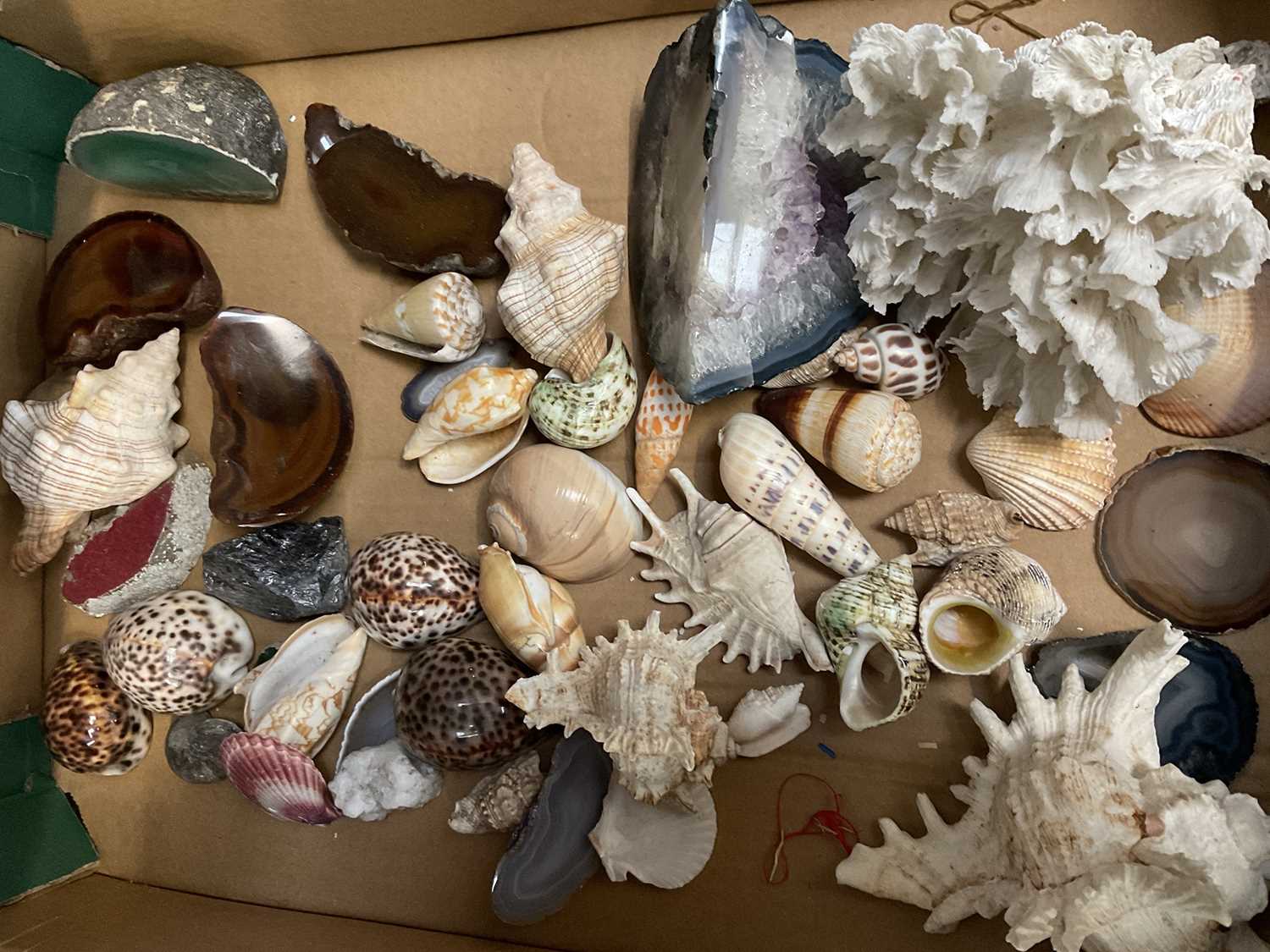 Lot 252 - Collection of shells,, specimen stones and
