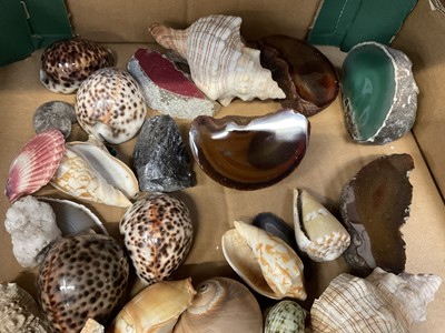 Lot 252 - Collection of shells,, specimen stones and similar