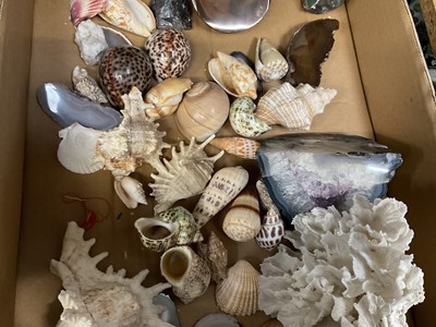 Lot 252 - Collection of shells,, specimen stones and similar