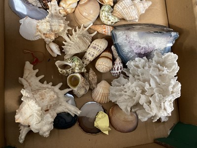 Lot 252 - Collection of shells,, specimen stones and similar