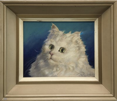 Lot 209 - Phillip Rankine, oil on board, fluffy white cat called Buttons, signed, also inscribed verso, in painted frame, 19 x 24cm