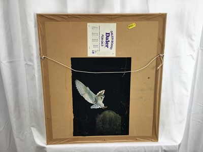 Lot 4 - Arthur E Buss, oil on artists board - Barn Owl in graveyard, signed, 41cm x 36cm, framed (without glass)