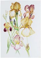 Lot 1126 - *Glyn Morgan (1926 - 2015), watercolour -...