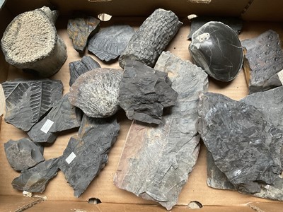 Lot Collection of fossils including large vertebra, shell and ferns