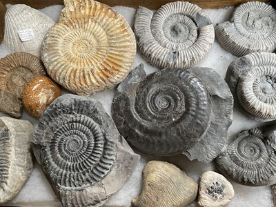 Lot Collection of specimen ammonites, the largest approximately 12cm wide