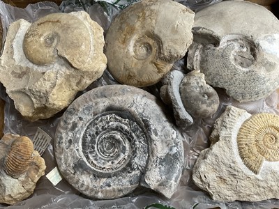 Lot Collection of specimen ammonites, the largest approximately 15cm wide