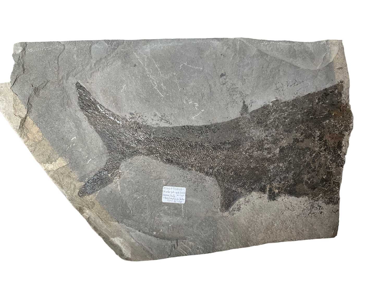 Lot 2406 - Very large fossil fish fragment - Pygopterus, 46cm wide