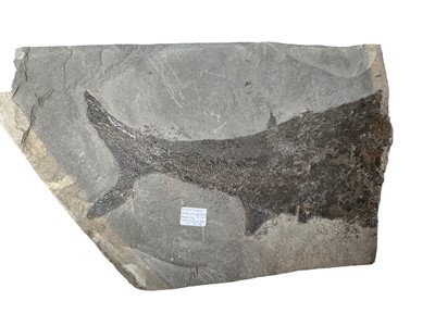 Lot Very large fossil fish fragment - Pygopterus, 46cm wide