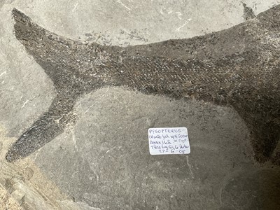 Lot 2406 - Very large fossil fish fragment - Pygopterus, 46cm wide