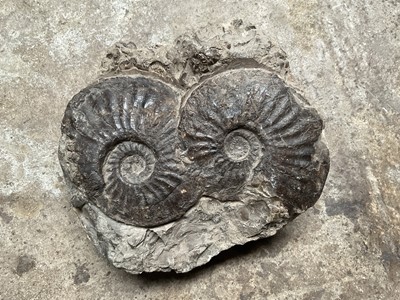 Lot Double ammonite specimen, pen inscription stating discovered in Staithes, 19cm wide