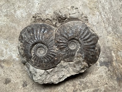 Lot 2405 - Double ammonite specimen, pen inscription stating discovered in Staithes, 19cm wide