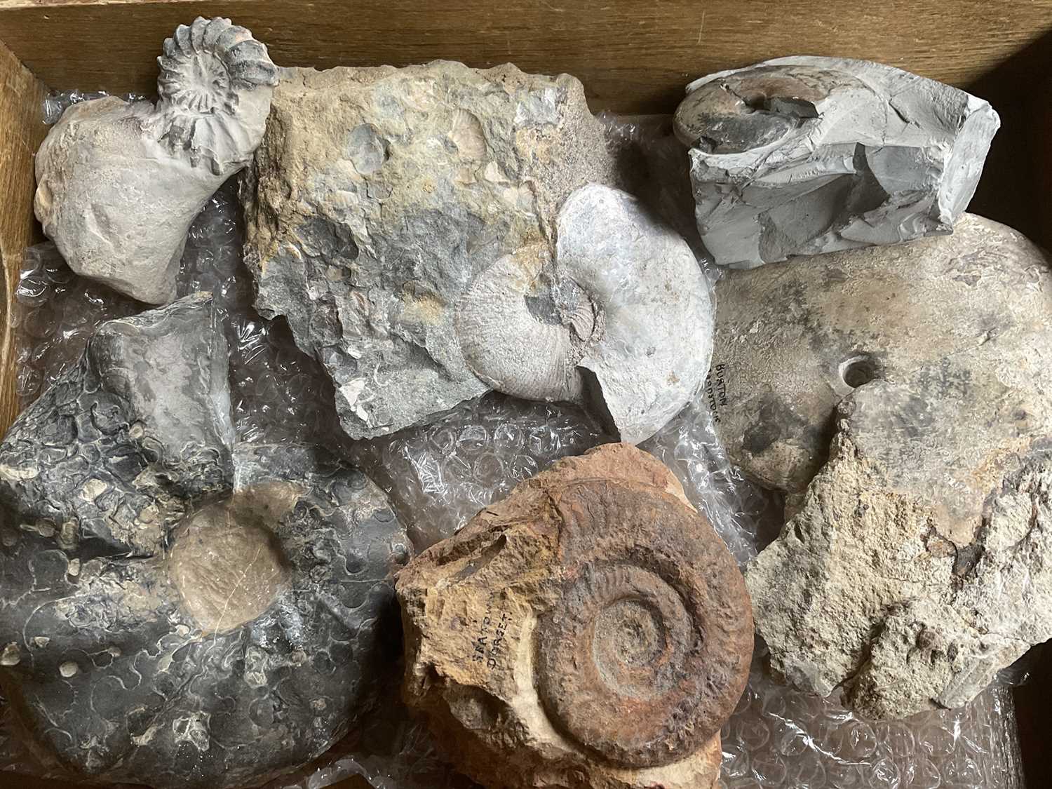 Lot 2409 - Collection of ammonites, the largest 16cm wide