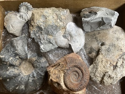 Lot Collection of ammonites, the largest 16cm wide