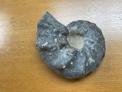 Lot 2409 - Collection of ammonites, the largest 16cm wide