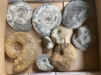 Lot Collection of ammonites, the largest 14cm wide