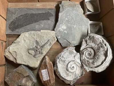 Lot A collection of fossils including a good complete fish, 17cm long, starfish etc