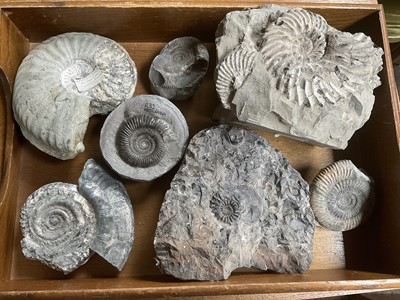 Lot Ammonite specimens including clusters