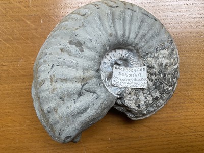 Lot 2413 - Ammonite specimens including clusters