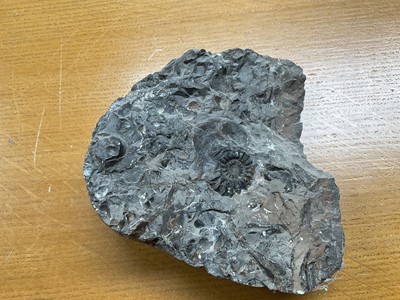 Lot 2413 - Ammonite specimens including clusters